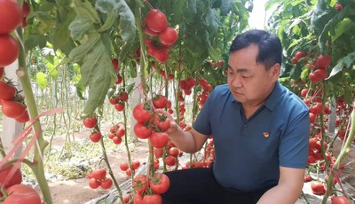每年出口蔬菜過億元，這個小村怎么做到的